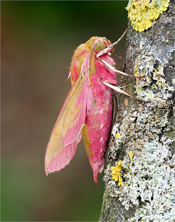 Elephant Hawk Moth