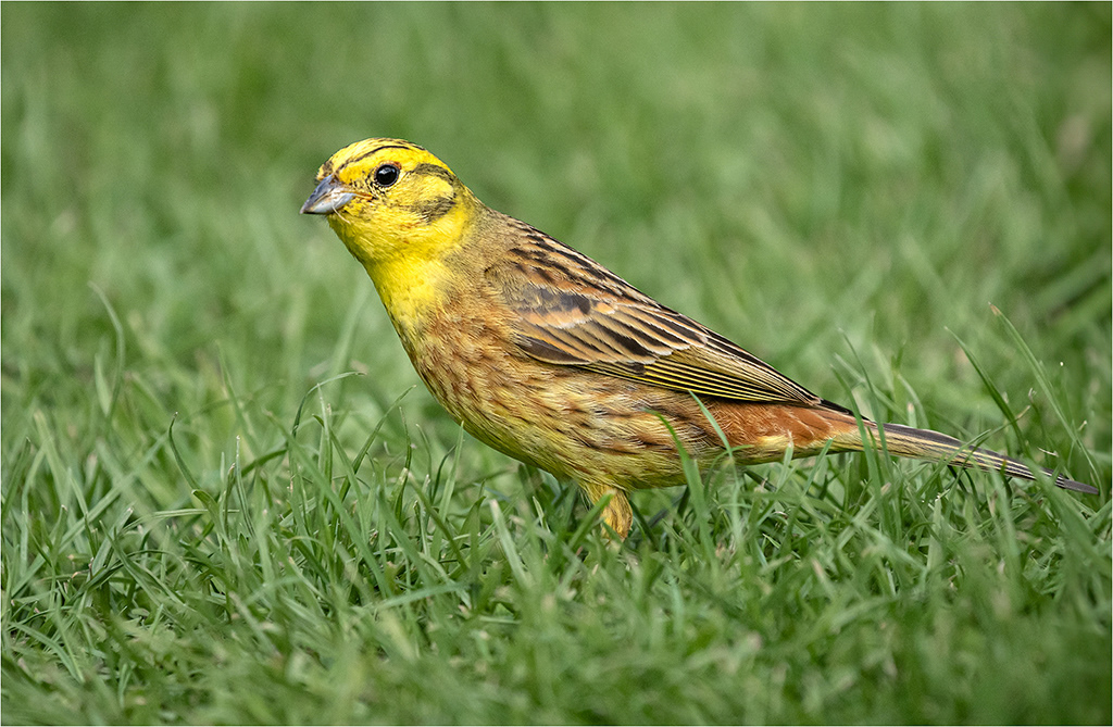 Yellowhammer