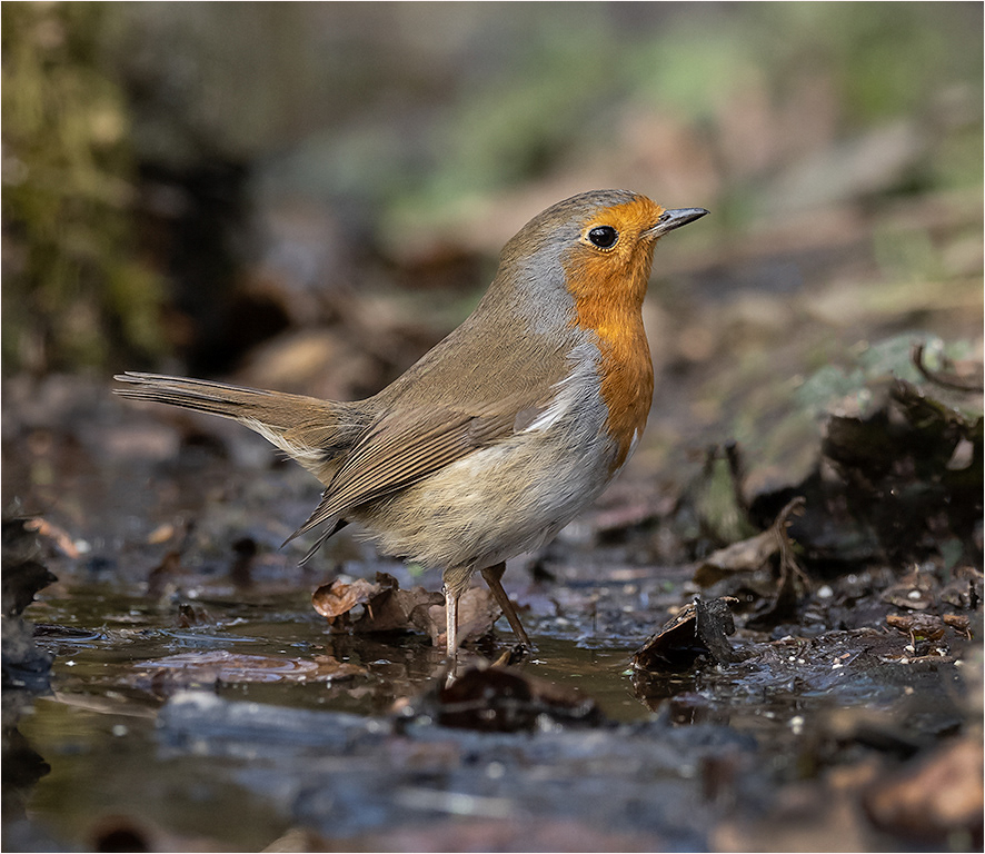 Robin