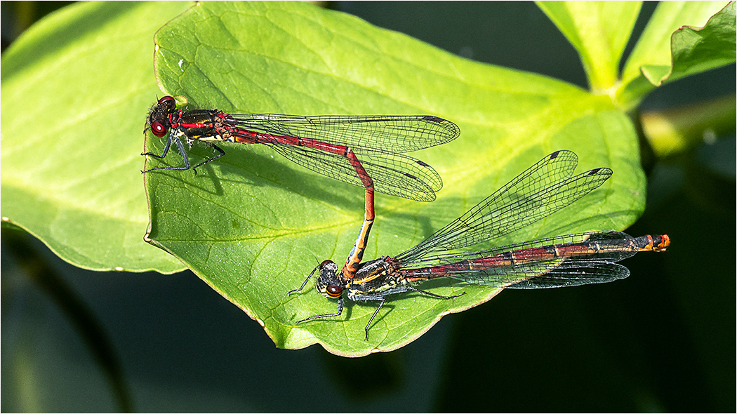 Large Red - Mating