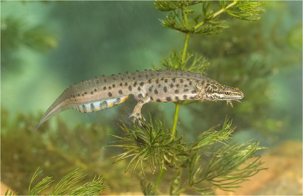 Smooth Newt - Male