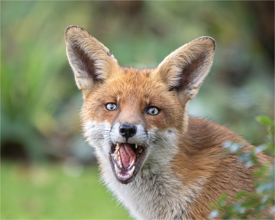 Garden Fox 3