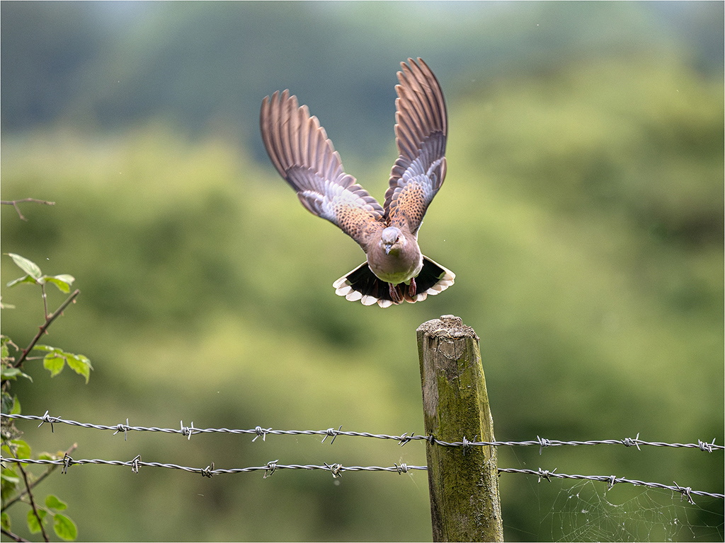 Turtle Dove in flight
