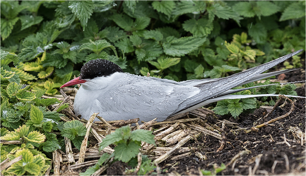 Arctic Tern