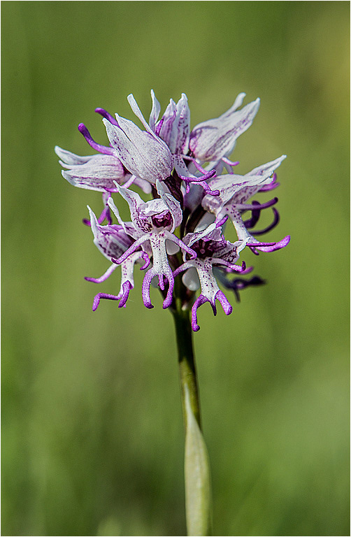 Monkey Orchid