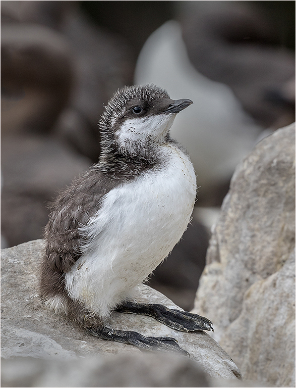 Guilimott Chick - Farne Isles