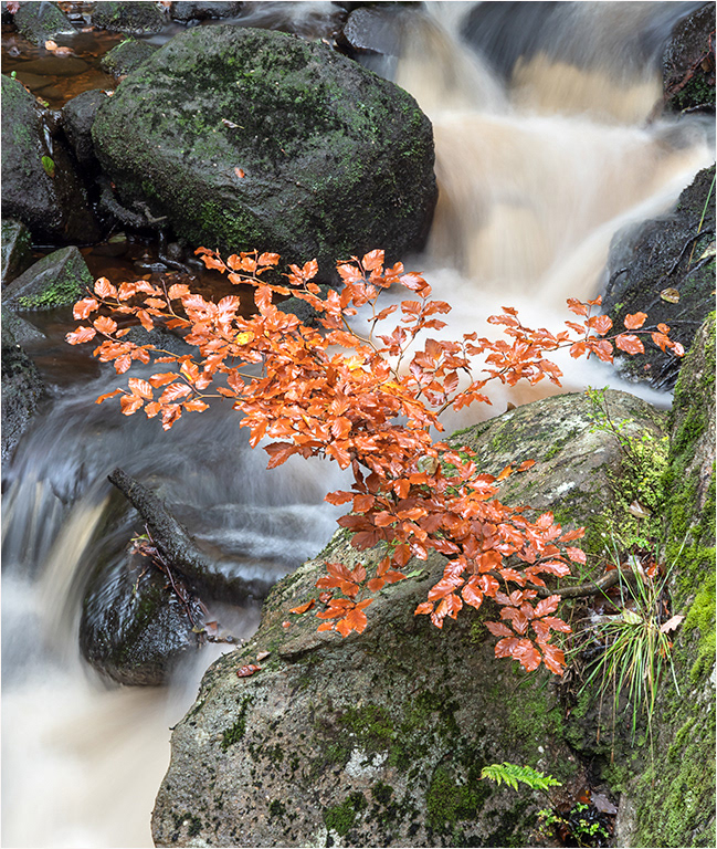 Peak District - Padley Gorge