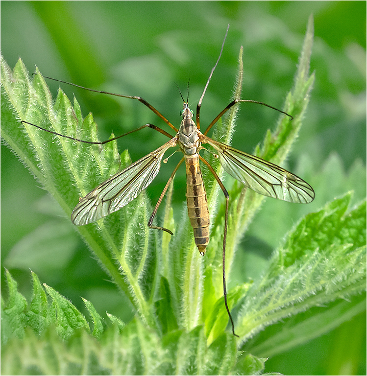 Crane Fly