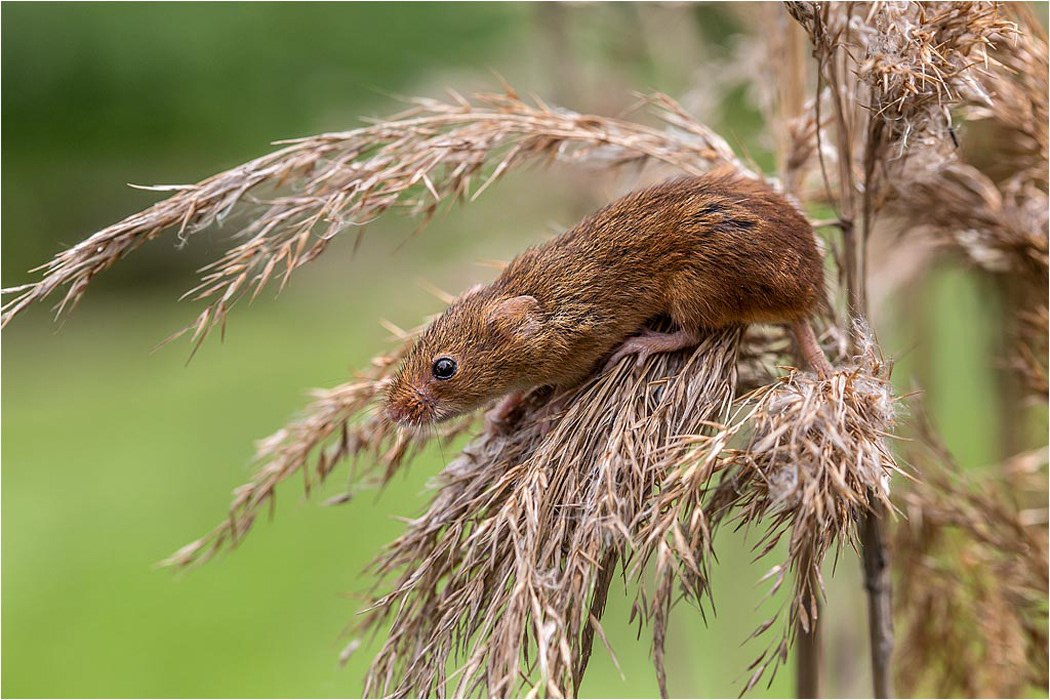 Harvest Mouse