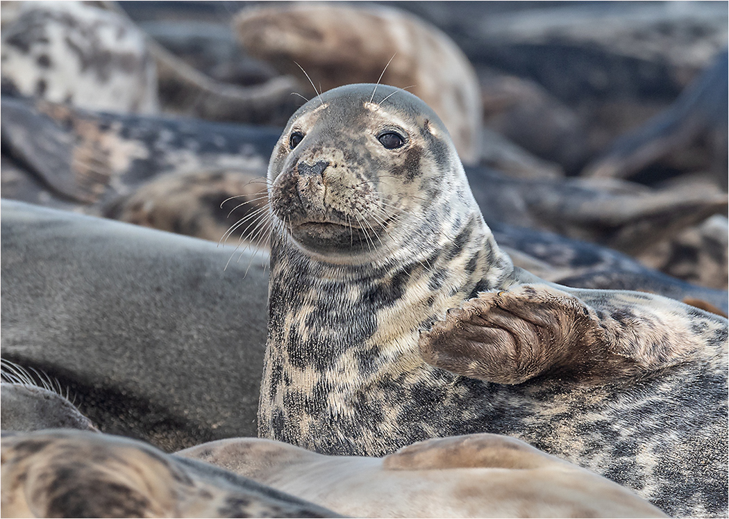 Seals Norfolk