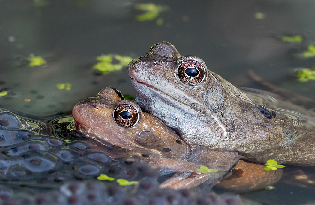 Frogs