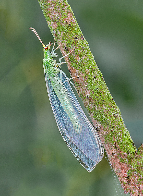 Green Lacewing