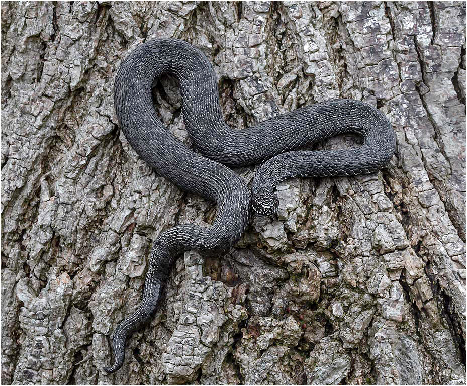 Adder -Vipus Berus