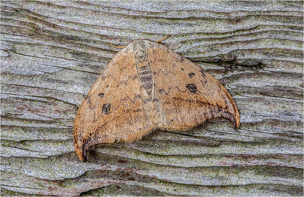Hook Tip Moth
