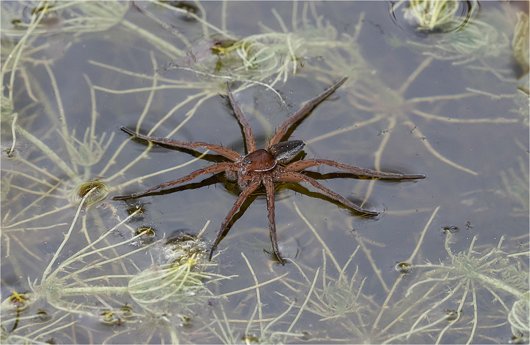 Raft Spider