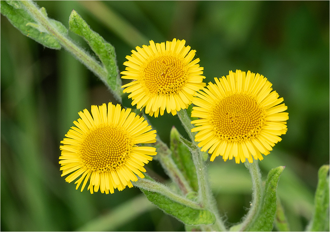 Fleabane