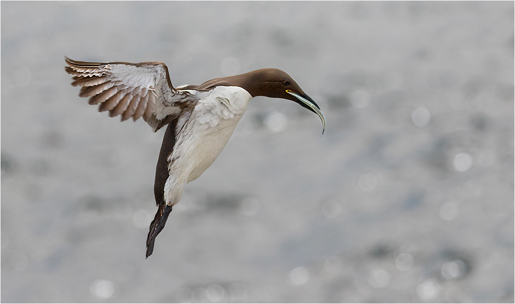Guilimott - Farne Isles