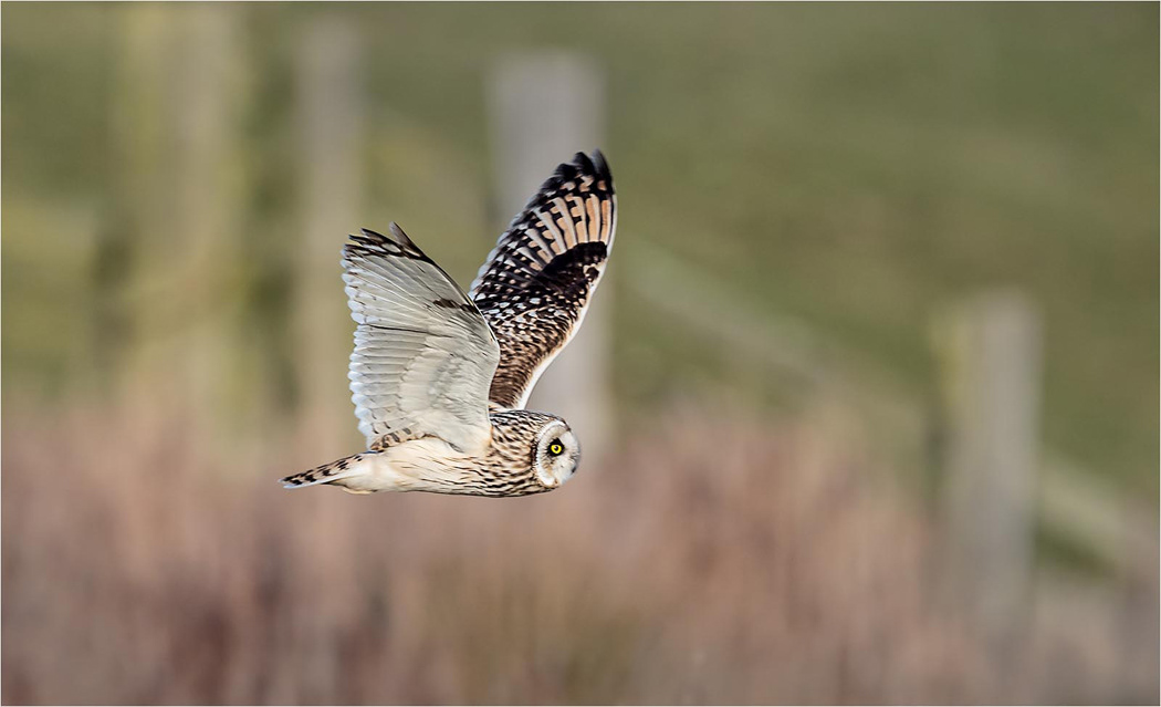 Short Eared Owl
