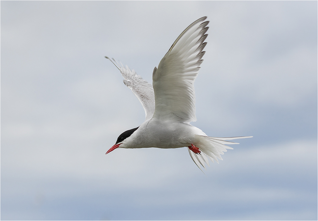 Arctic Tern