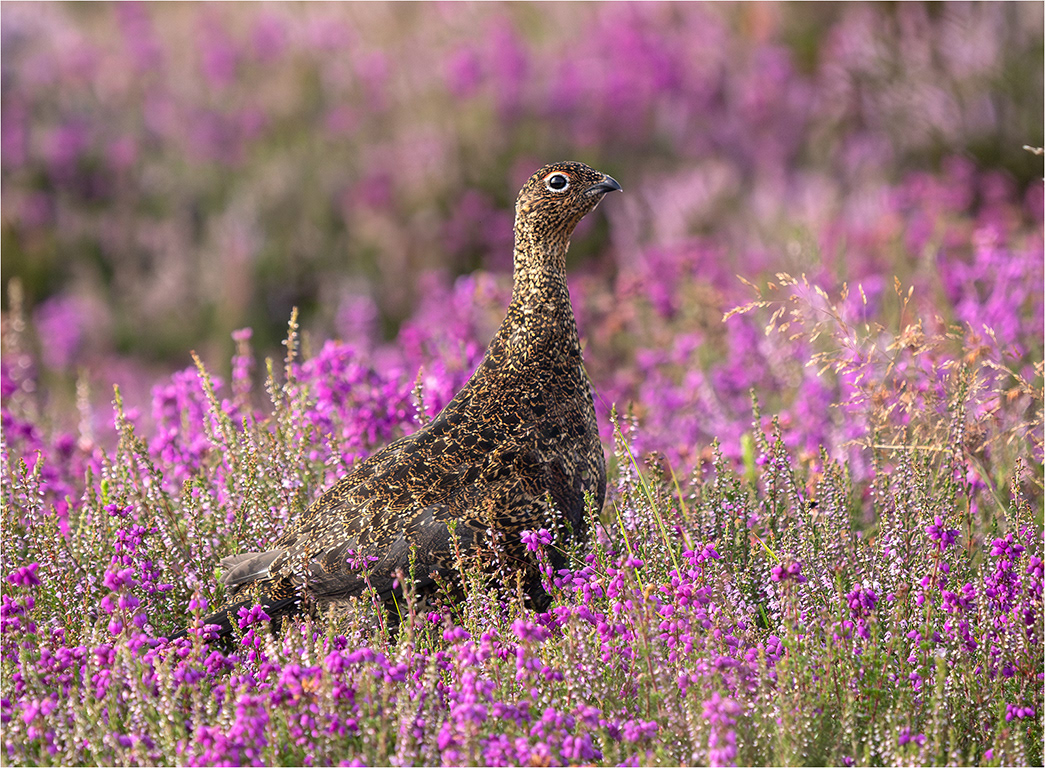 Red Grouse in flowering heather