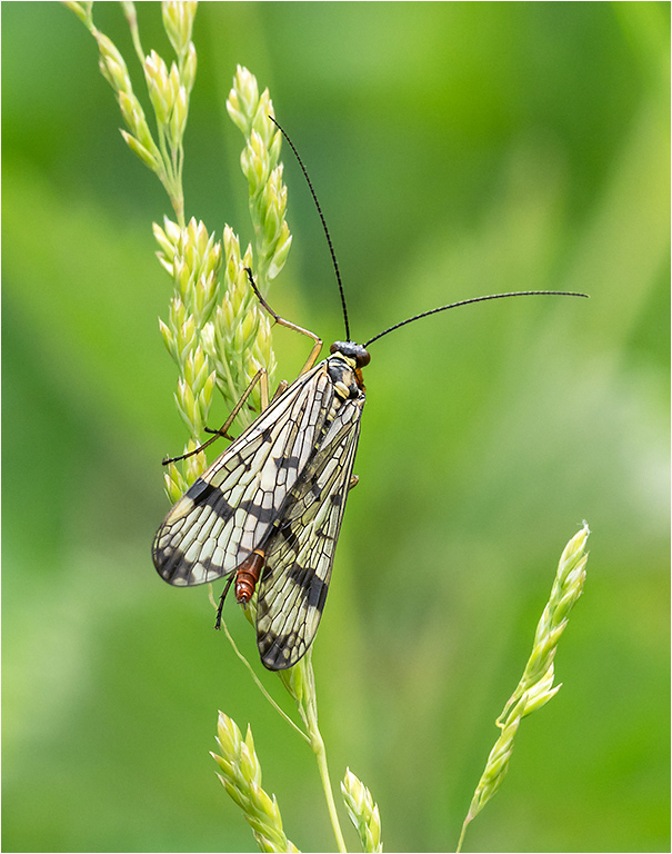 Scorpion Fly