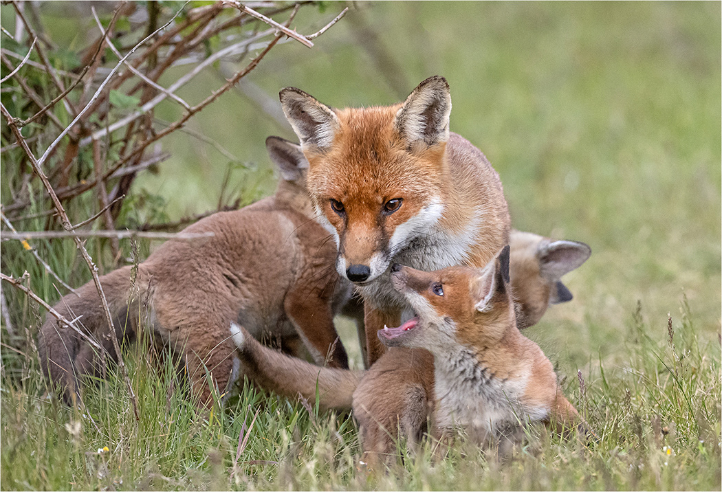 Vixen with Cubs