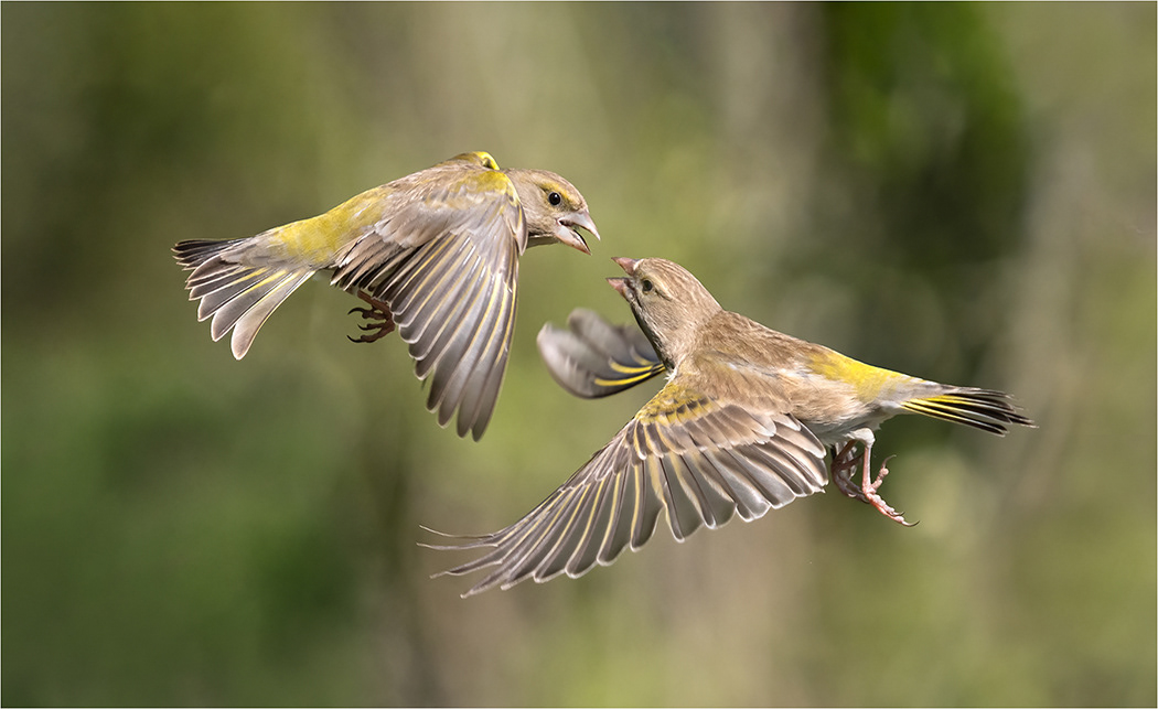 Fighting Greenfinches