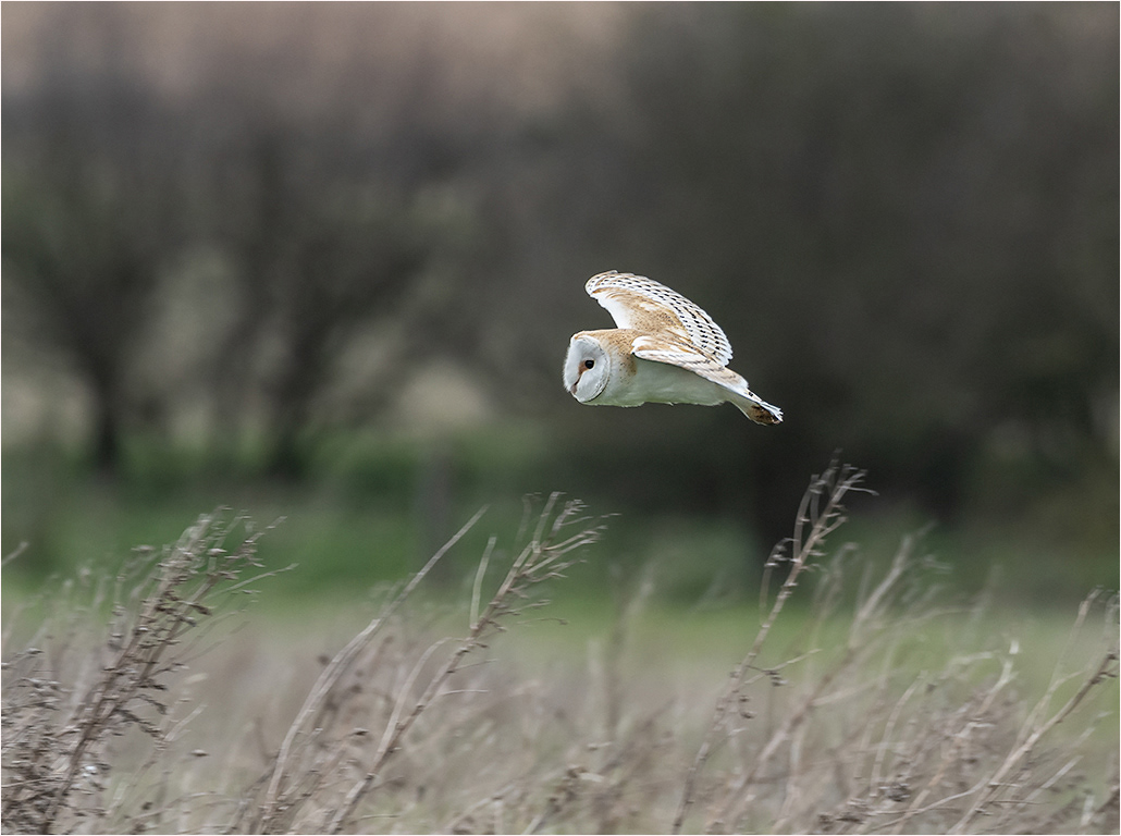 Barn Owl