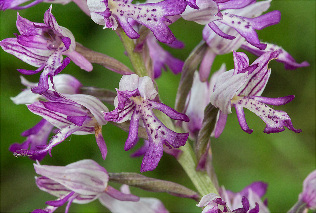 Military Orchid 2 - Close Up detail