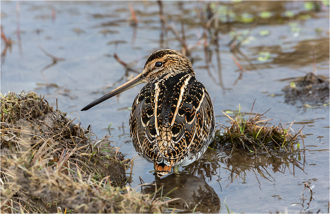 Snipe