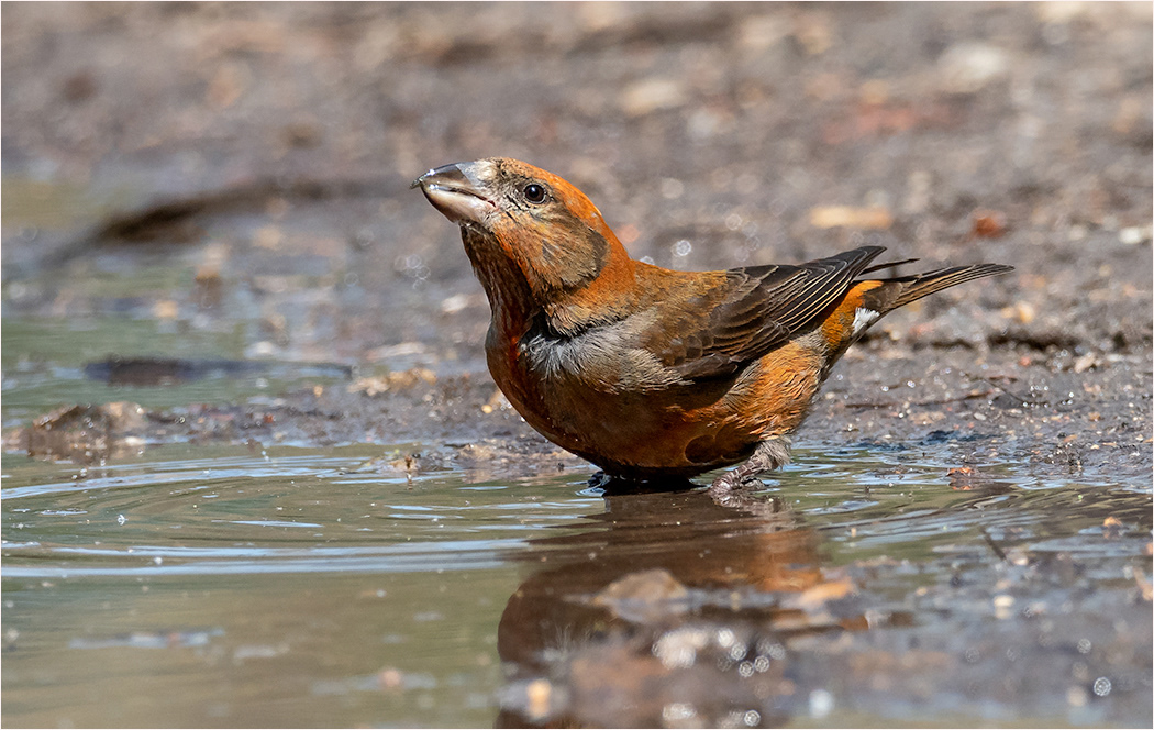 Crossbill Male