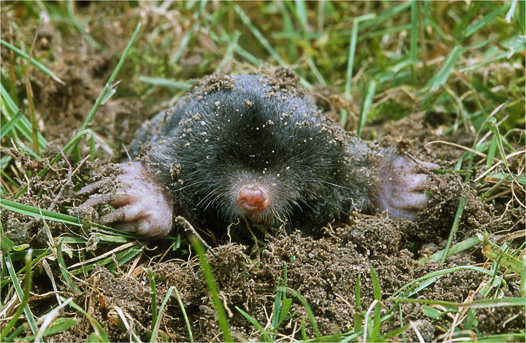 Mole