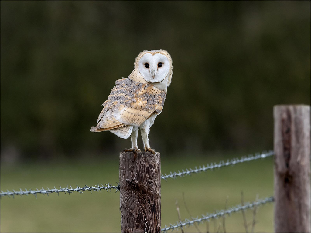 Barn Owl