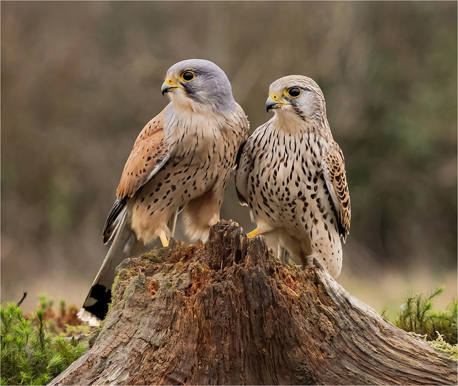 Male and Femail Kestrels