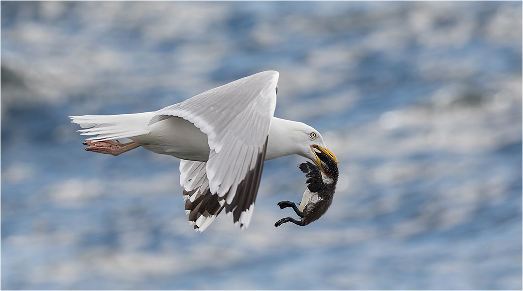 Black Backed Gull and Guillimott Chick