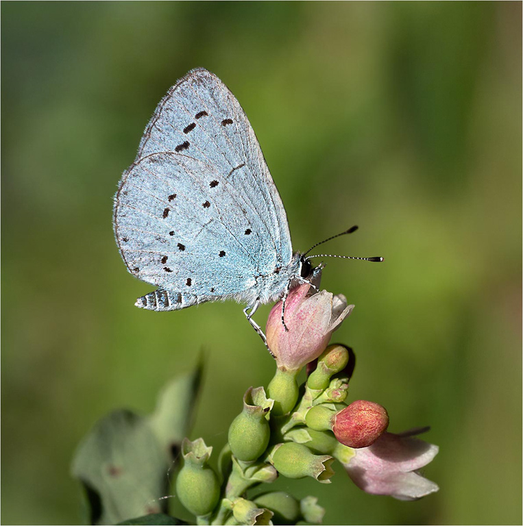 Holly Blue