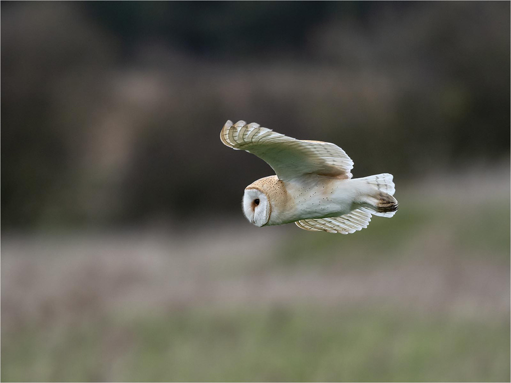 Barn Owl