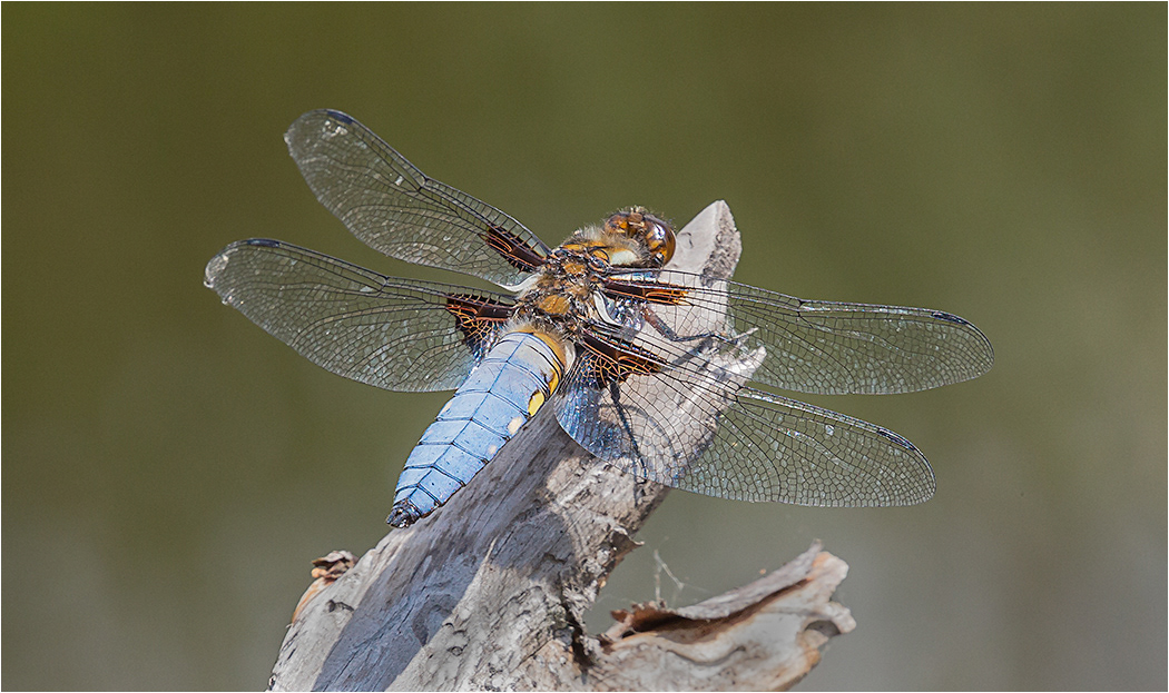 Broad Bodied Chaser