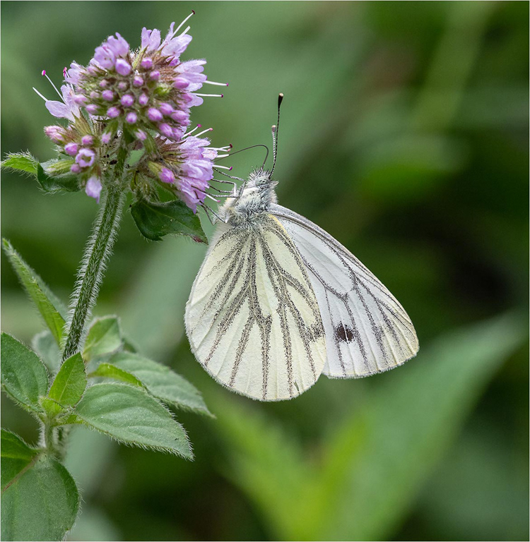 Green Viened White feeding in Water Mint