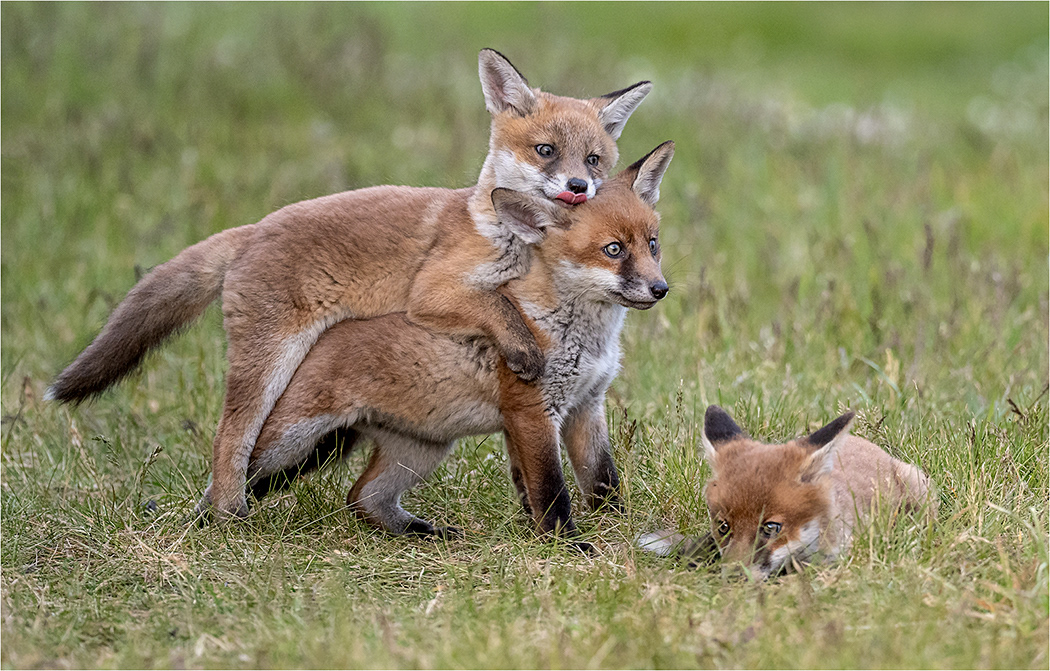 Fox Clubs playing