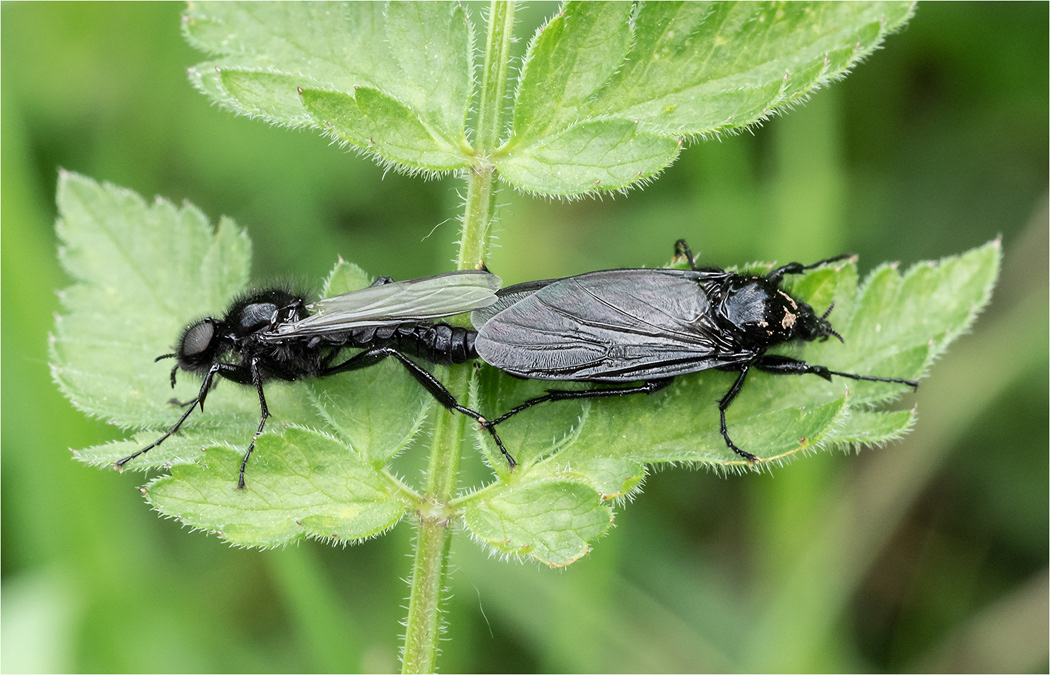 St Marks Flies - Paired