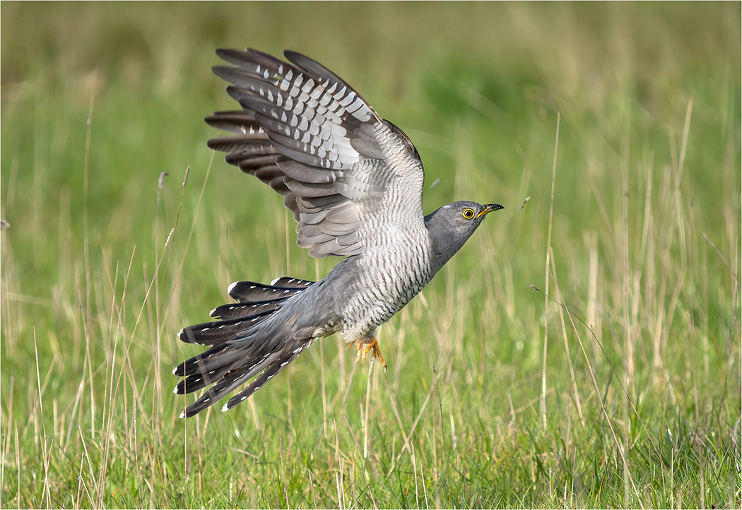 Cuckoo
