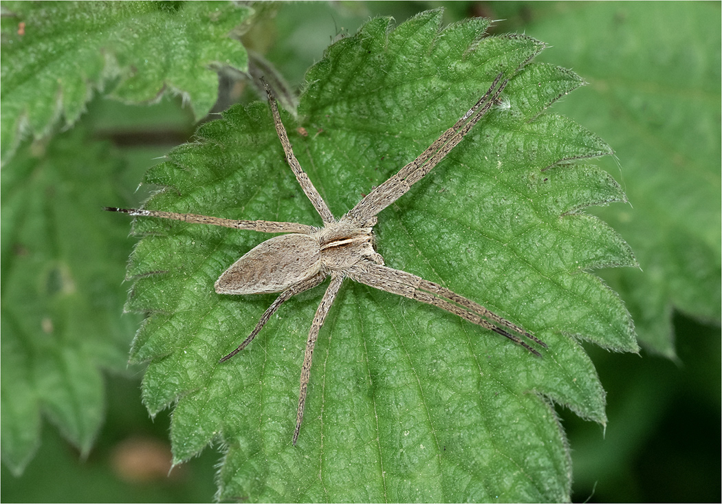 Nursery Web Spider