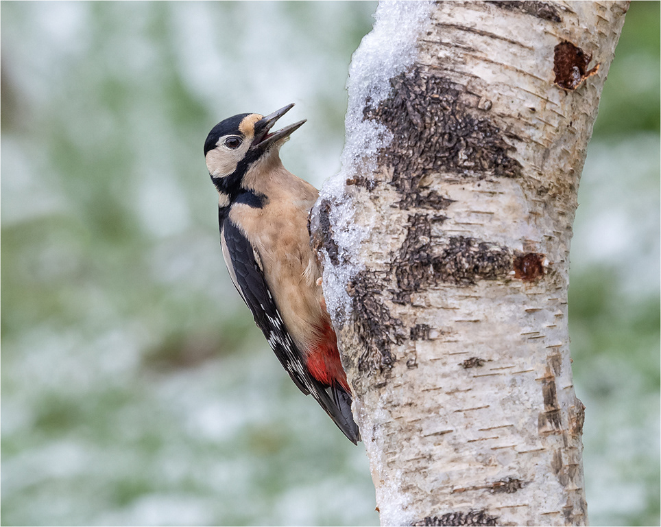 Great Spotted Woodpecker