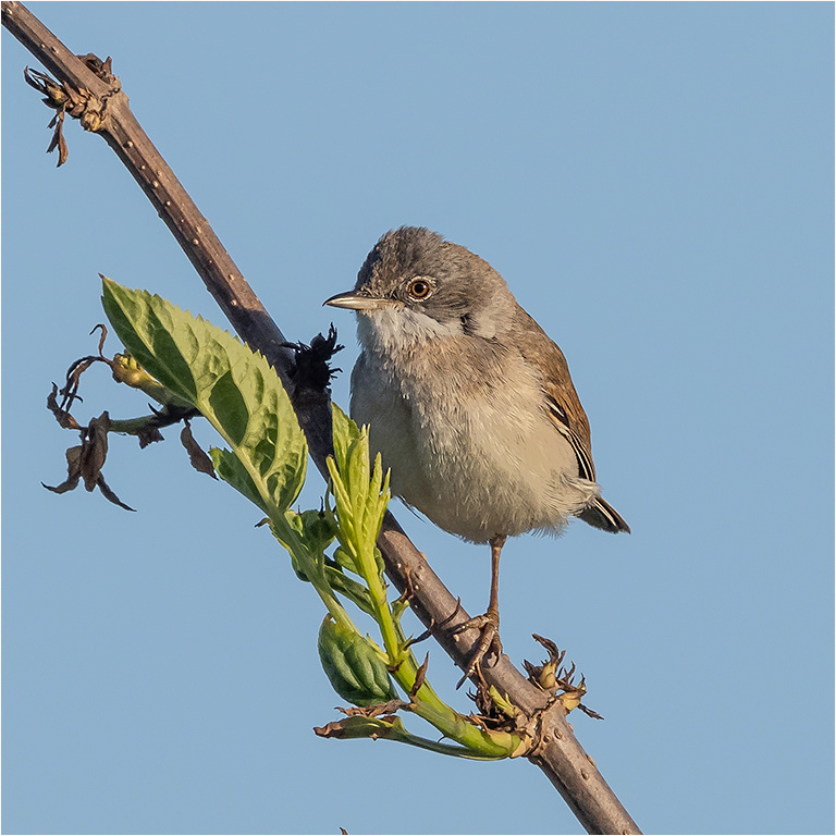 Whitethroat
