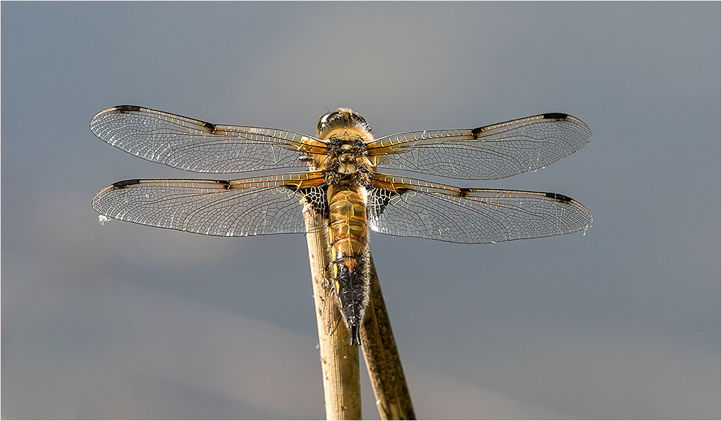 Four Spotted Chaser