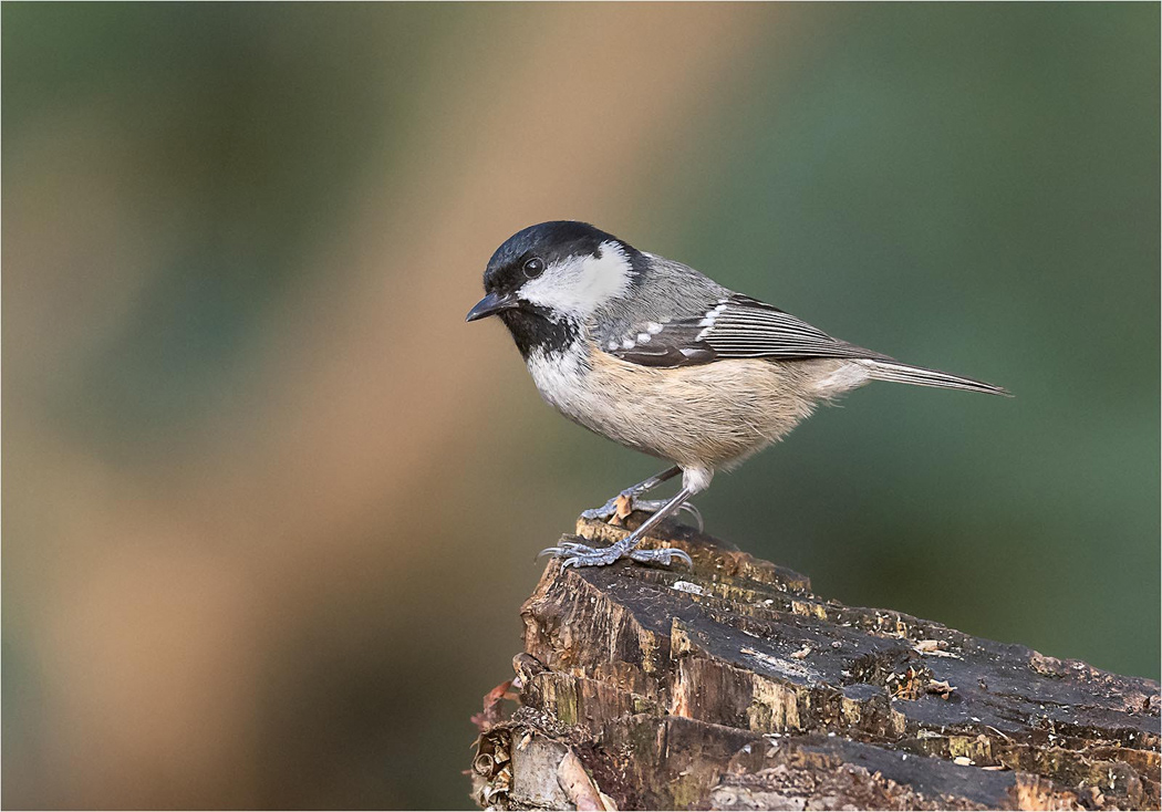 Coal Tit