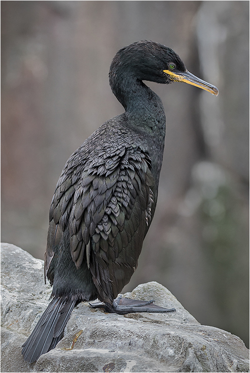 Shag Full Length Portrait