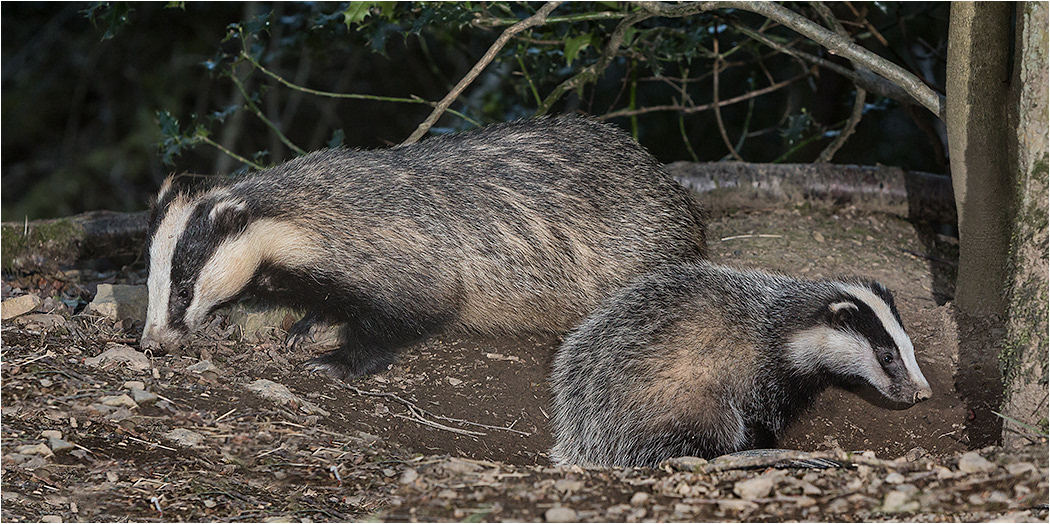 Badgers - Adult and Cub