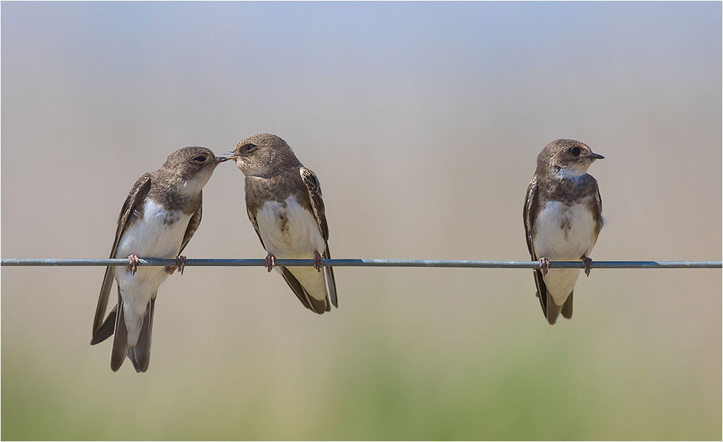 Sand Martins